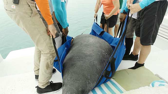 Equipe do Atlantis Bahamas auxilia no retorno de peixe-boi à natureza 3 Manatee Photo 2