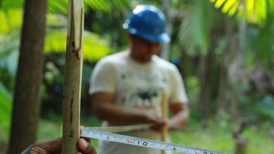 Duas reservas extrativistas recebem treinamentos em manejo de açaizais nativos 54 Embrapa Amazônia Oriental