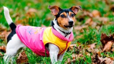 Os pets devem usar roupa durante o inverno? 50 caoroupa wpp1657111604588