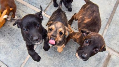 Inscrições abertas para atividades da Semana do Meio Ambiente de Caxias do Sul 25 dogs