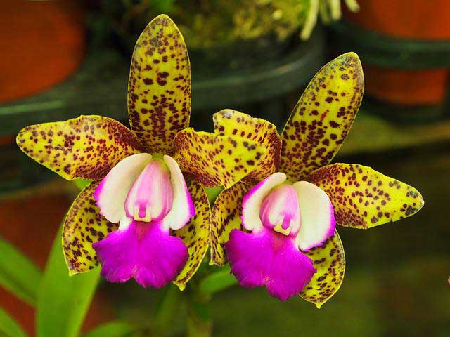 Tipos de orquídeas e suas curiosidades - Revista News