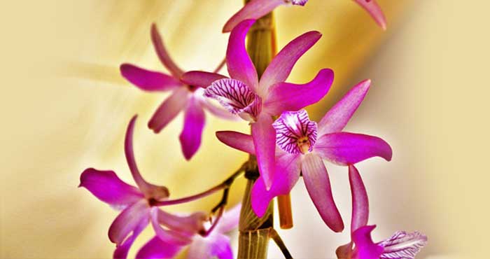 Tipos de orquídeas e suas curiosidades - Revista News