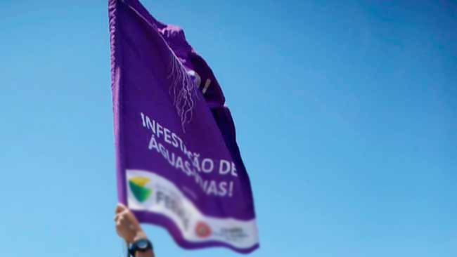 RS: banhista deve ficar alerta com águas-vivas e caravelas 2 aguas vivas rs