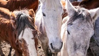 Pelotas: Terceira edição do ano do projeto Adoção de Cavalos traz novidades 1 projeto Adoção de Cavalos