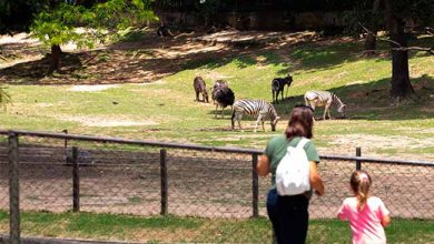 zoo