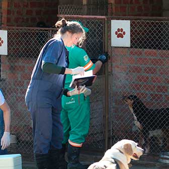 animais do Canil Municipal Caxias do Sul 3