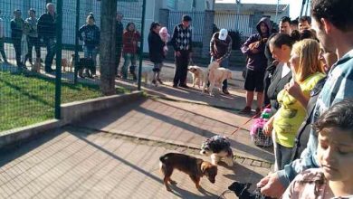 É o Bicho realiza ação de castração na Planaltina em Passo Fundo 19 ação de castração na Planaltina Passo Fundo