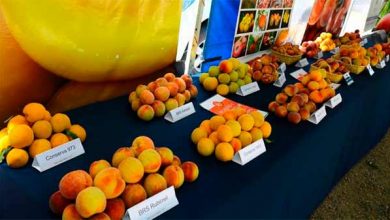 Concurso do Pêssego premia produtores do 8º distrito 21 produtores premiados do Concurso do Pêssego Pelotas RS 2019