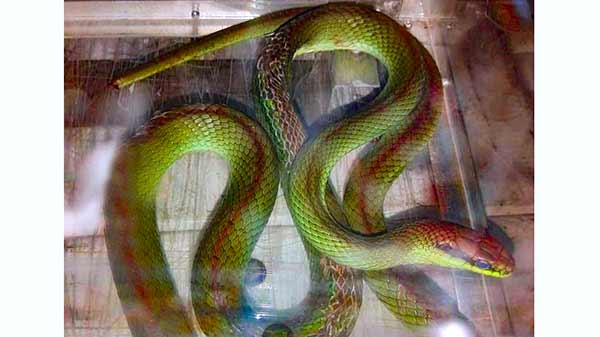 Featured image of post Imagens De Cobras Verdes / Primeiro, as próprias cobras, que por falta de conhecimento.