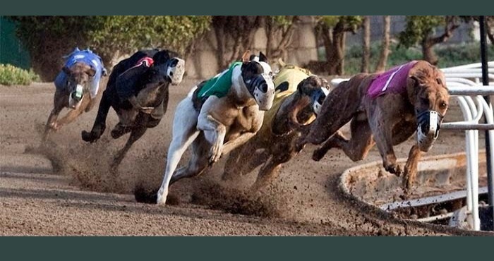 Corridas de cães estão proibidas no Rio Grande do Sul 1 gal wpp1677008941525