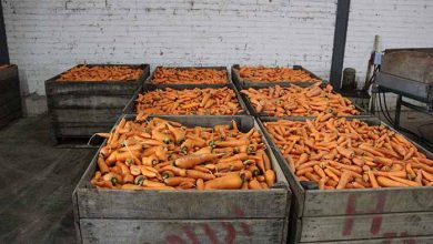 Agricultura doacao cenouras RR