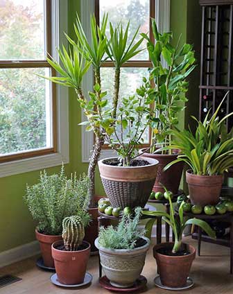 plantas no inverno