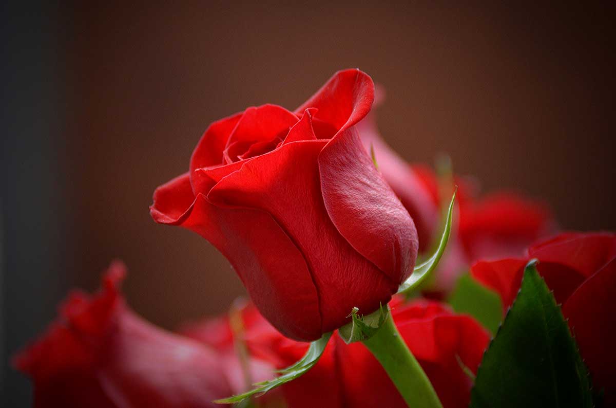 Veja fatos e curiosidades sobre as rosas vermelhas - Revista News
