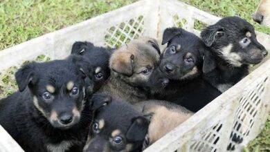 Sete filhotes de cachorro estão para a adoção no Parcão 23 Filhotes Novo Hamburgo