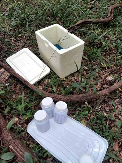 Febre amarela Coleta amostras em Caxias do Sul