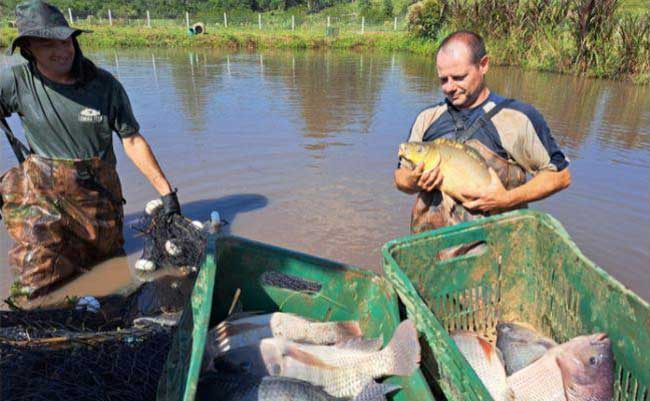 prosutores de peixe de lomba grande em novo hamburgo rs