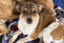 feira animais estancia