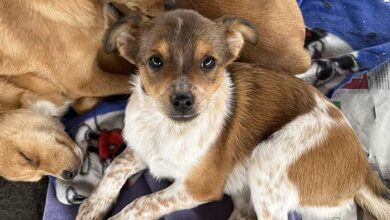 feira animais estancia