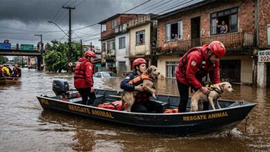 Animais domesticos foram resgatados durante as cheias de 2024 no Rio Grande do Sul